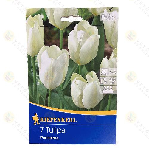 Tulipn / Purissima / 7db