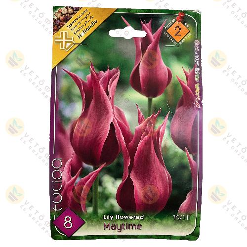 Tulipn - Maytime 6 db