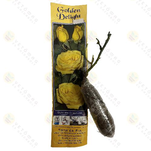 Rózsatő Floriabunda / Golden Delight / 1tő