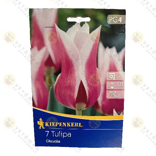 Tulipn / Claudia / 7 db