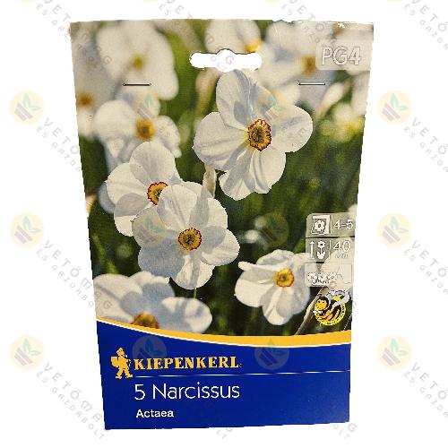 Nárcisz / Actaea / 5 db