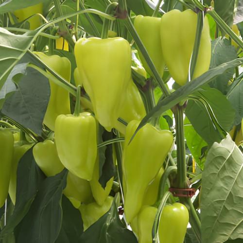 Paprika - Posonium F1 - 250 szem