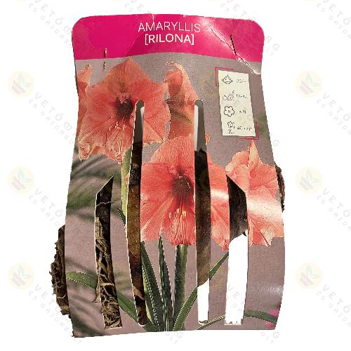 Amarillisz / Rilona / 1db