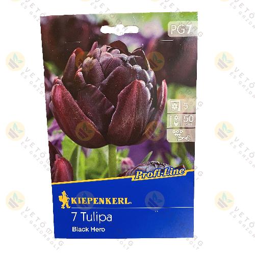 Tulip�n / Black Hero / 7 db