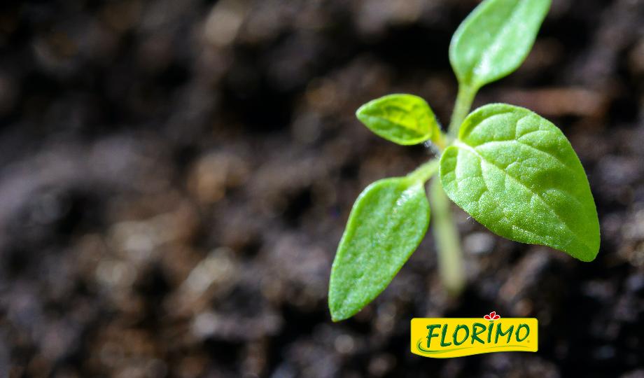 Florimo Akci...