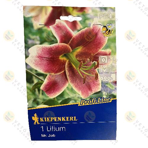 Liliomfa / Mr. Job / 1 db