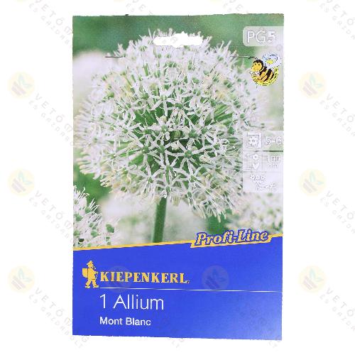 Díszhagyma / Mont Blanc / 1db