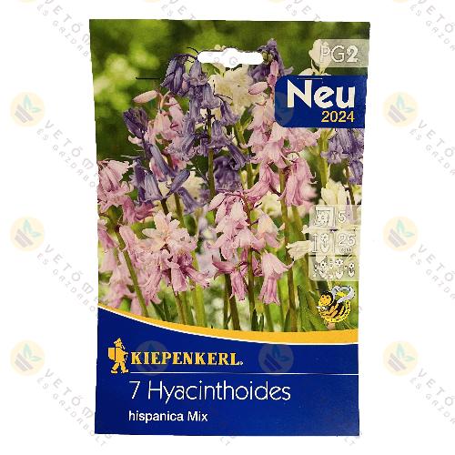 Spanyol Kkcseng Mix / hispanica mix / 7 db