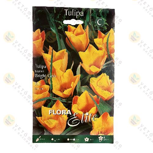 Tulip�n Botanikai / Bright Gem / 10 db