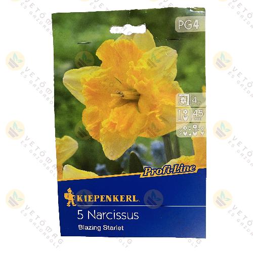 Nárcisz / Blazing Starlet / 5 db