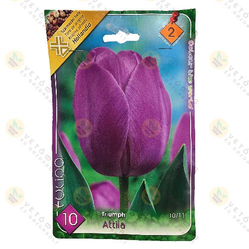 Tulipán - Attila 6 db