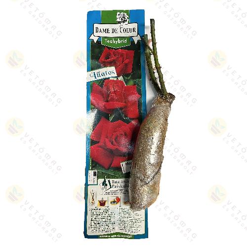 Rózsatő Teahybrid / Dame de Coeur / 1 tő