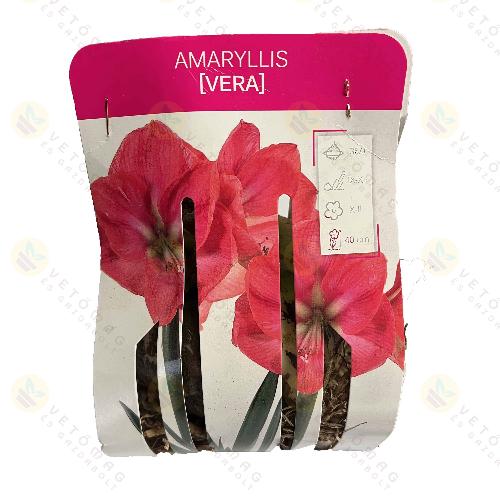 Amarillisz / Vera / 1db