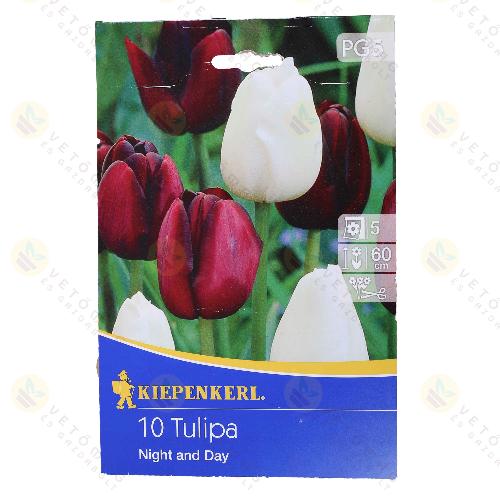 Tulip�n / Night and Day / 10db