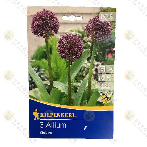 Díszhagyma / Ostara / 3 db