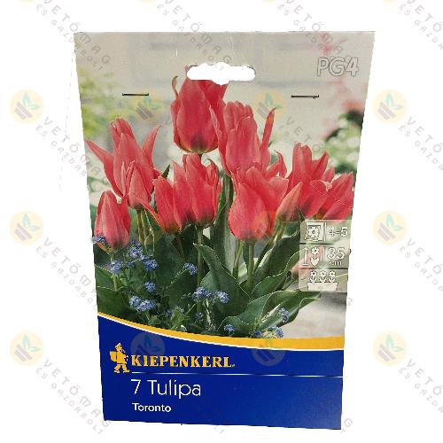 Tulip�n / Toronto / 7 db