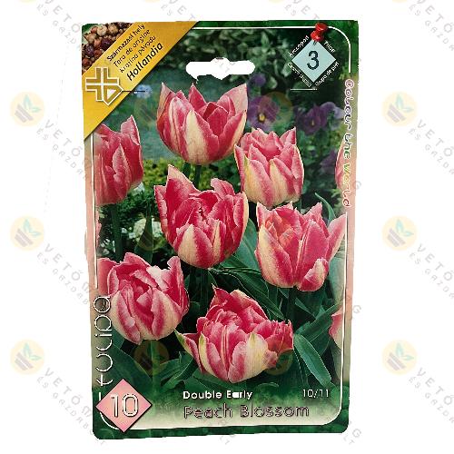 Tulip�n - Peach Blossom 10 db