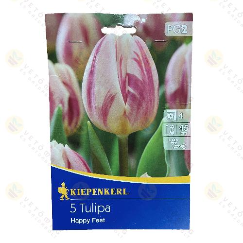 Tulipán / Happy Feet / 5db
