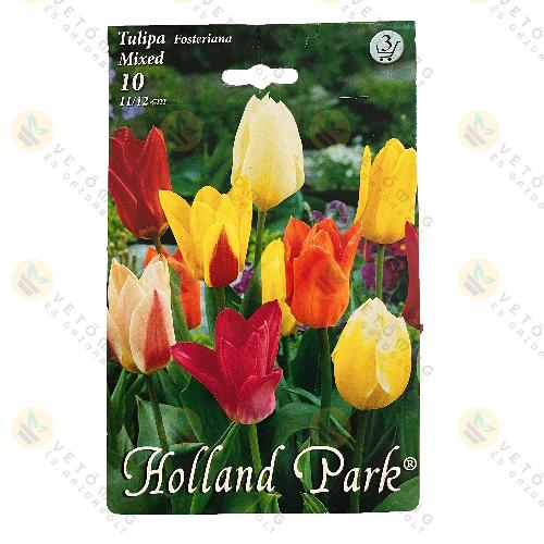 Tulip�n - Fosteriana - Sz�nkever�k 10 db