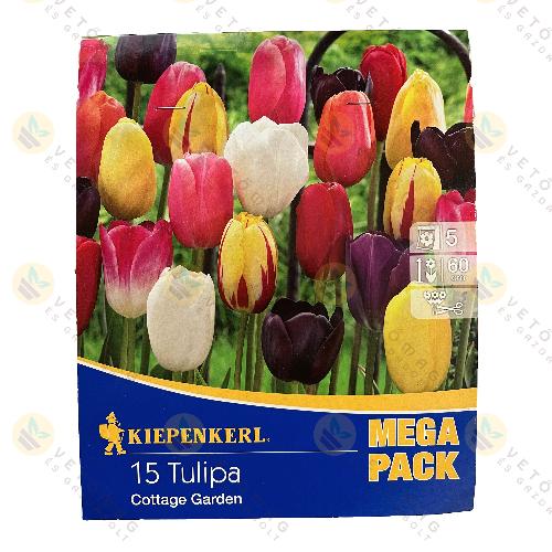 Tulip�n - Mega Pack -  Cottage Mix 12 db