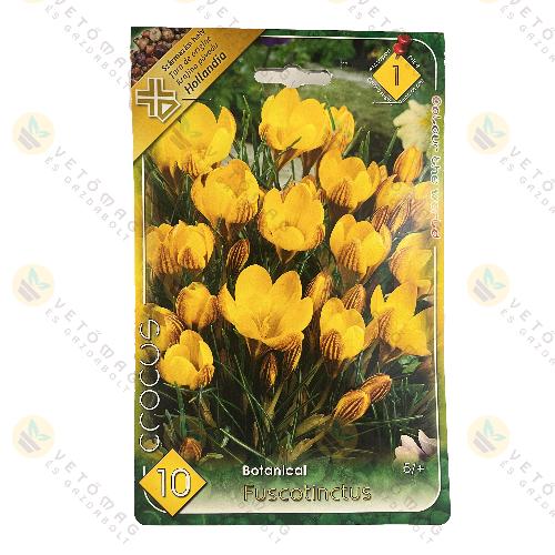 Kr�kusz - Fuscotinctus 10 db