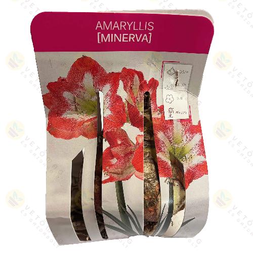 Amarillisz / Minerva / 1db