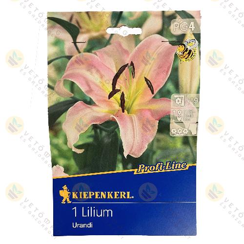 Liliomfa / Urandi / 1 db