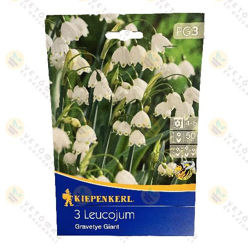 Tzike / Gravetye Giant / 3 db