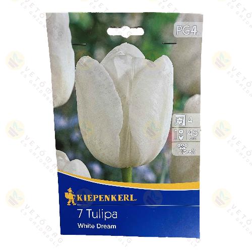 Tulipán / White Dream / 7db