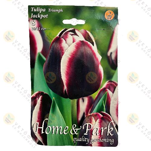Tulipán - Jackpot 8 db