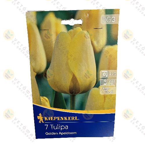 Tulipn / Golden Apeldoorn / 7 db
