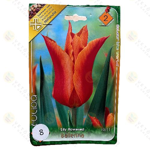 Tulipn - Ballerina 6 db