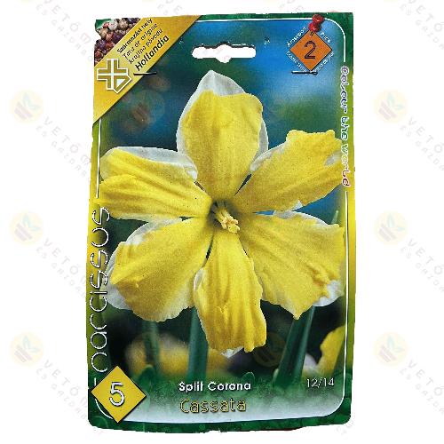 N�rcisz - Cassata 5 db