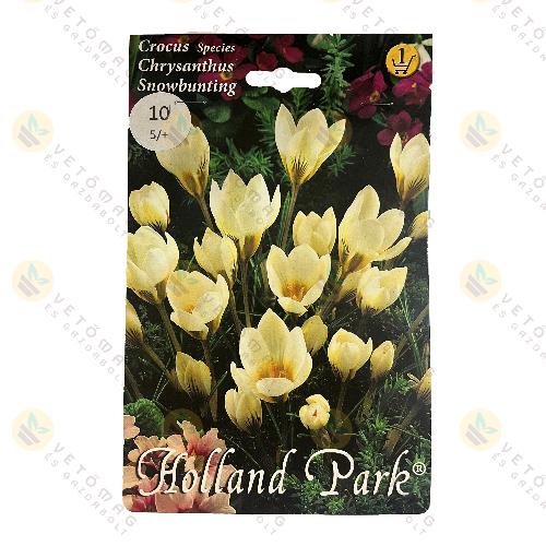 Kr�kusz - Snowbunting 10 db