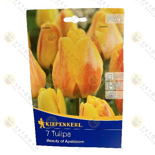 Tulip�n / Beauty of Apeldoorn / 7 db