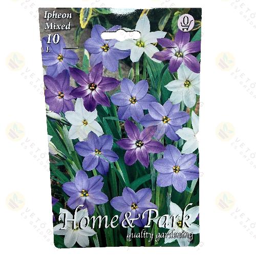 Csillaghagyma - Sz�nkever�k 10 db