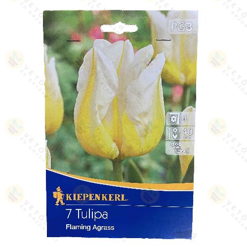 Tulipán / Flaming Agrass / 7db