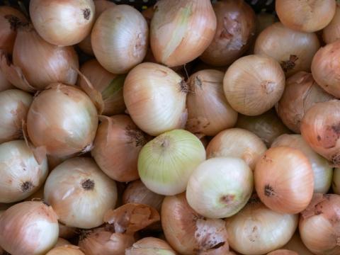 Meg�rkeztek a Dughagym�k!