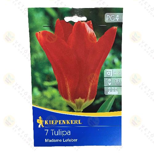 Tulip�n / Madame Lefeber / 7db