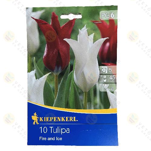 Tulipn / Fire and Ice / 10db