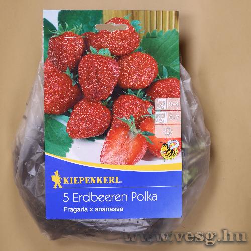 Eper - Polka 5 db