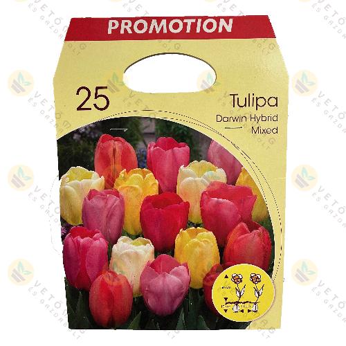 Tulip�n / Darwin , Sz�nkever�k / 25 db