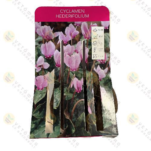 Borosty�nlevel� Cikl�men 1 db