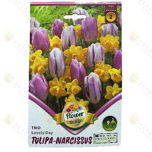 Tulipn - Nrcisz Trio - Lovley Day 6 db