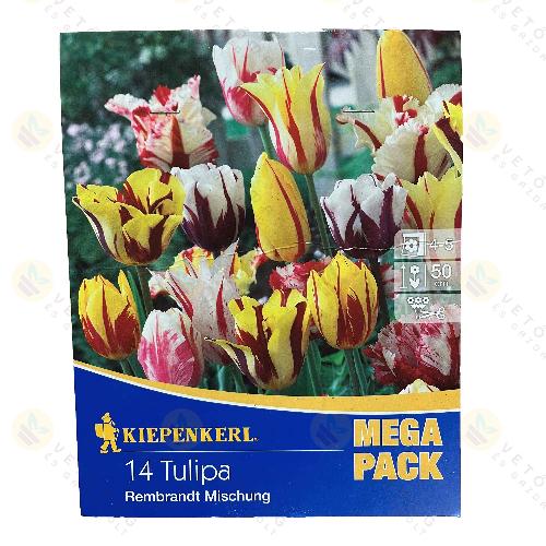 Tulip�n - Mega Pack-  Rembrandt Mix 12 db