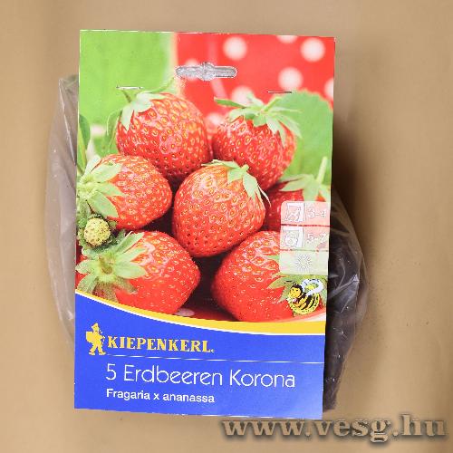 Eper - Korona 5 db