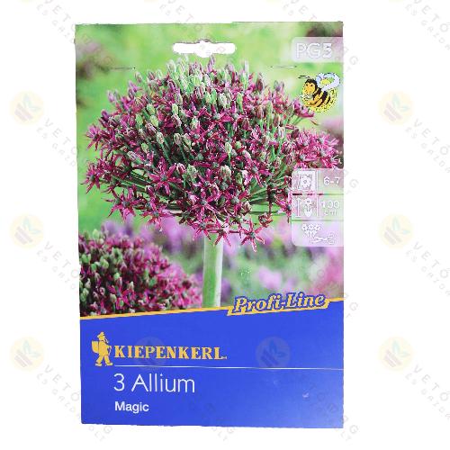 Díszhagyma / Magic / 3db