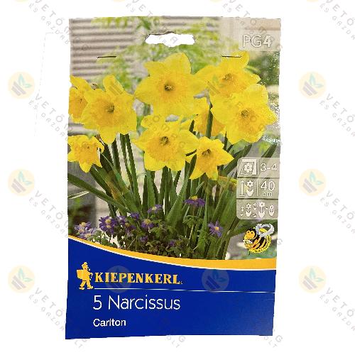 Nárcisz / Carlton / 5 db