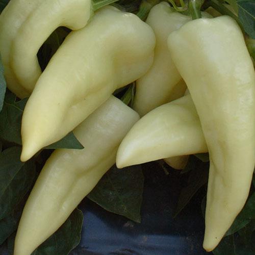 Paprika - M�rahalom F1 - 250szem