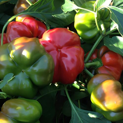 Paprika - Gogorez F1 - 250 szem